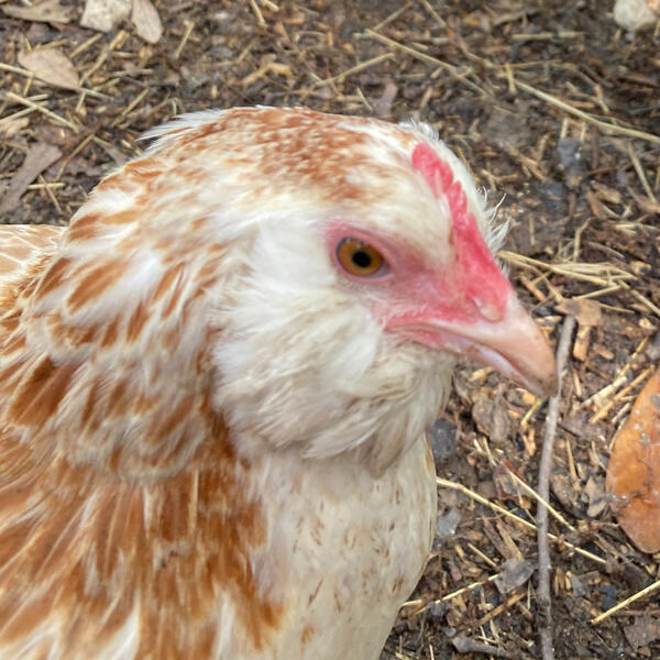 salmon faverolle breed