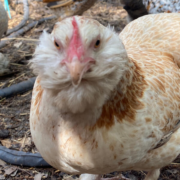 salmon faverolle breed