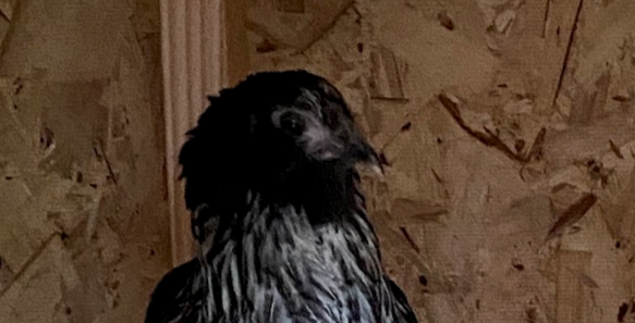 Hershey-Goth Chicken