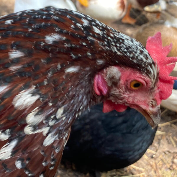 speckled sussex breed