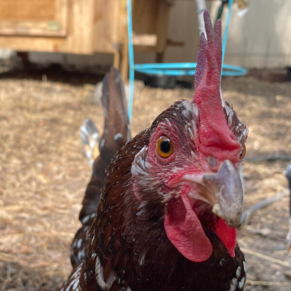 speckled sussex breed