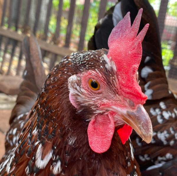 speckled sussex breed