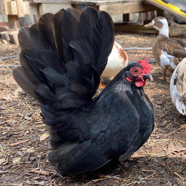 Japanese Bantam