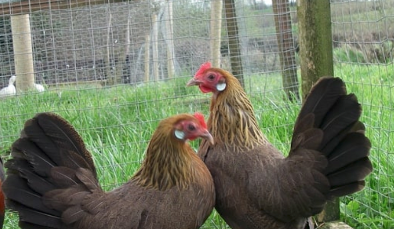 Those are not our duchies