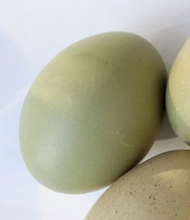 Hersheys Green Eggs Hersheys Green Eggs