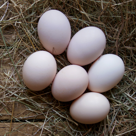 Large Tan Eggs Large Tan Eggs