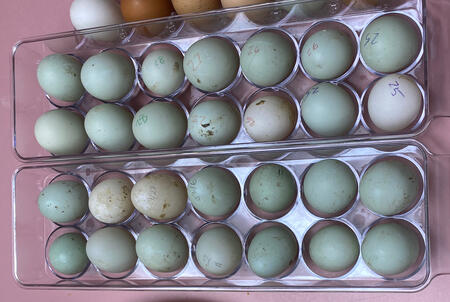 All Duck Egg Example All Duck Egg Example