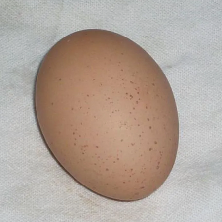 Large Khaki Eggs Large Khaki Eggs