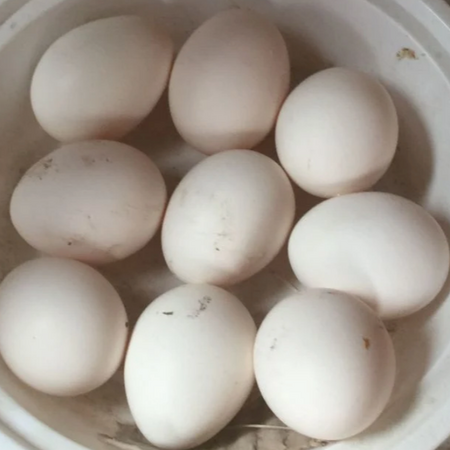 Medium White Eggs